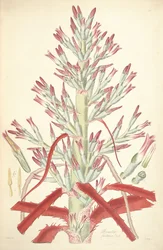 Ilustración de Bromelia pinguin (como sin. Bromelia fastuosa)